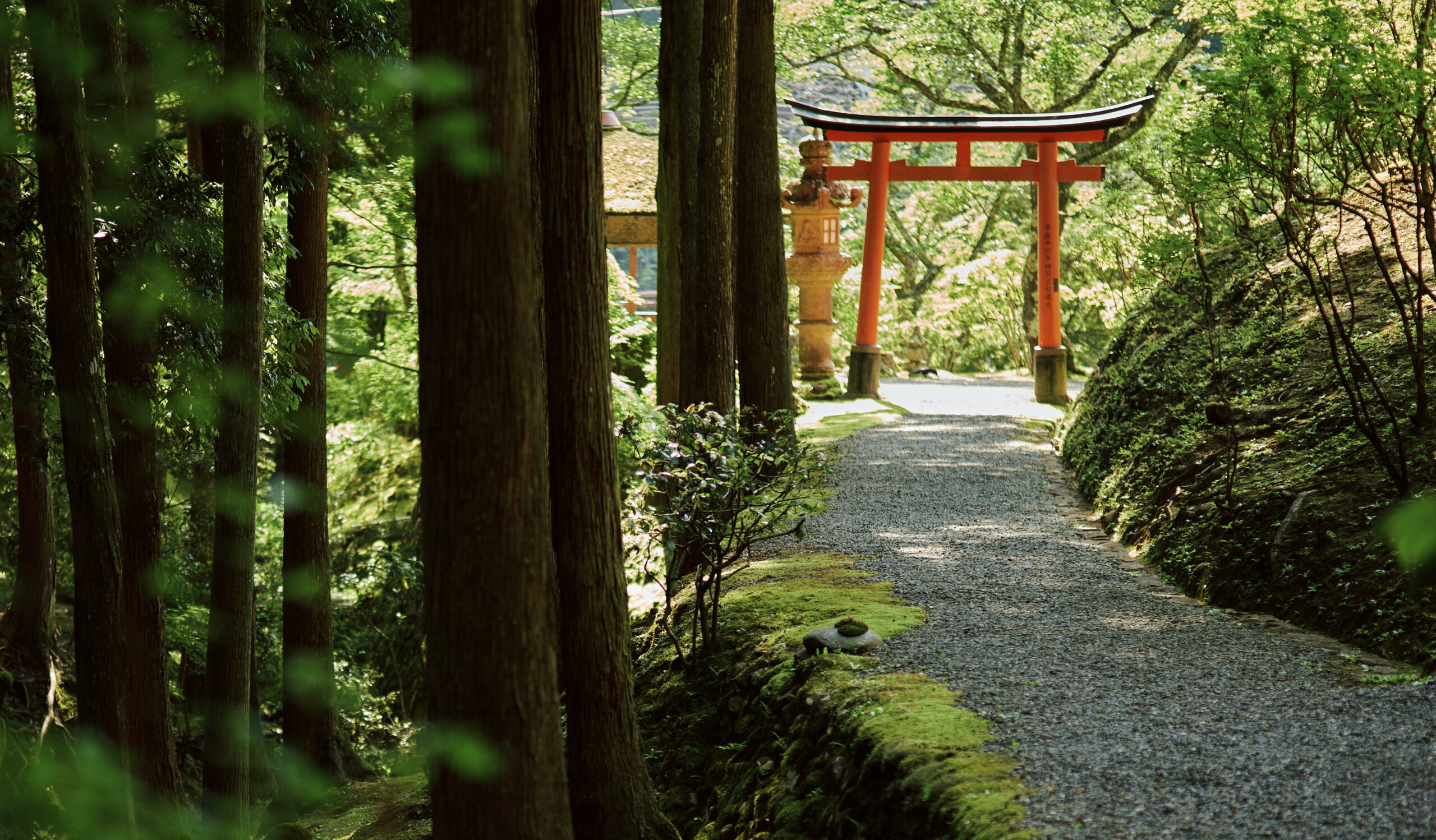 Japan Destination Elopement Wedding Photographer, Planner & Videographer, Pre-Wedding Shoot | A gravel path winds through a green forest toward a red torii gate, creating the perfect backdrop for a dreamy Kyoto elopement amid tall trees and lush moss-covered ground.